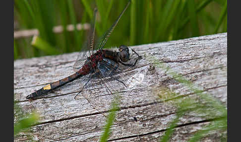 Große Moosjungfer (Leucorrhinia pectoralis)