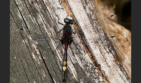 Große Moosjungfer (Leucorrhinia pectoralis)