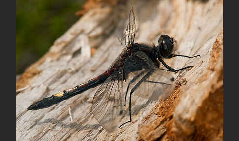 Große Moosjungfer (Leucorrhinia pectoralis)