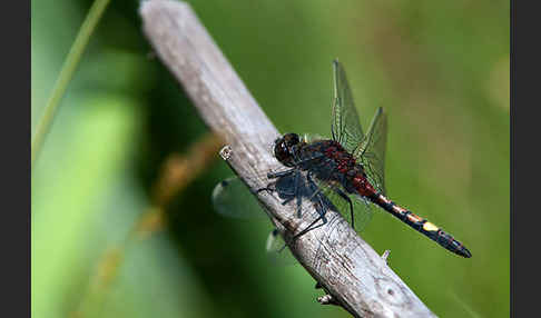 Große Moosjungfer (Leucorrhinia pectoralis)