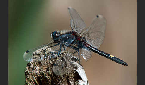 Große Moosjungfer (Leucorrhinia pectoralis)