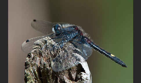 Große Moosjungfer (Leucorrhinia pectoralis)