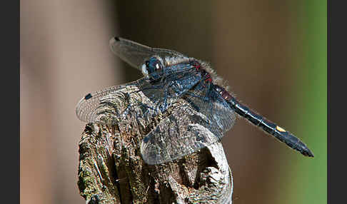 Große Moosjungfer (Leucorrhinia pectoralis)