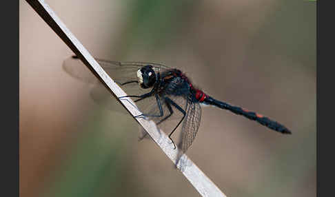 Kleine Moosjungfer (Leucorrhinia dubia)