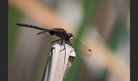 Kleine Moosjungfer (Leucorrhinia dubia)