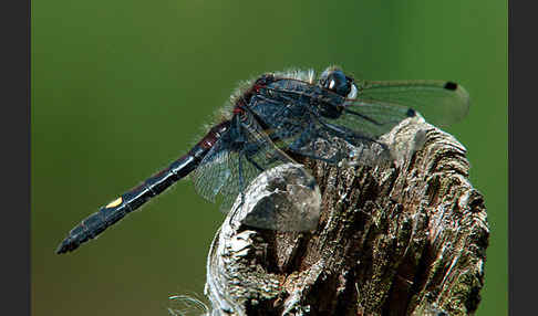 Große Moosjungfer (Leucorrhinia pectoralis)