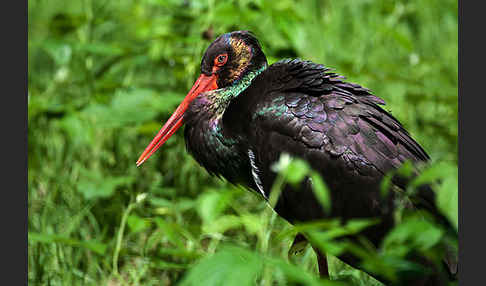 Schwarzstorch (Ciconia nigra)