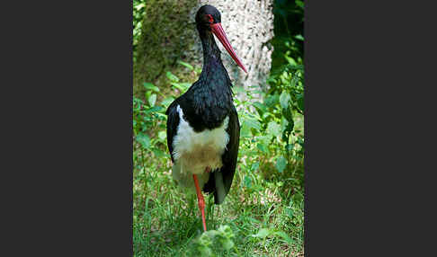 Schwarzstorch (Ciconia nigra)