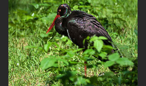 Schwarzstorch (Ciconia nigra)