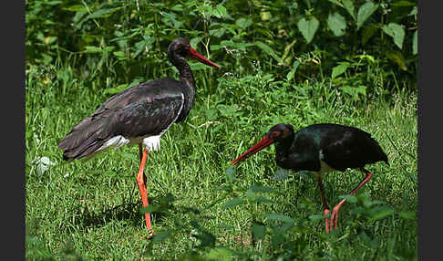 Schwarzstorch (Ciconia nigra)