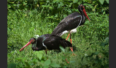 Schwarzstorch (Ciconia nigra)