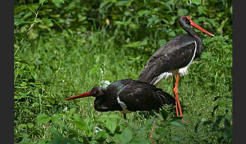 Schwarzstorch (Ciconia nigra)