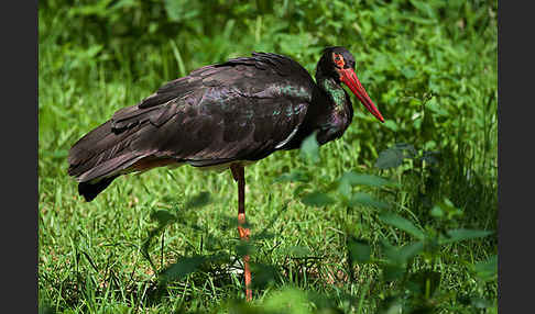 Schwarzstorch (Ciconia nigra)