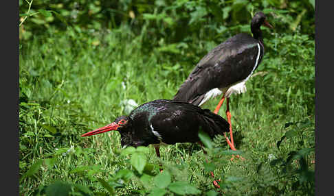 Schwarzstorch (Ciconia nigra)