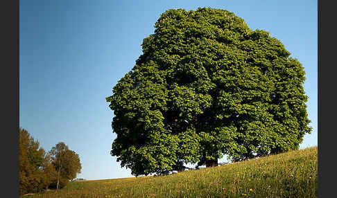 Weiße Roßkastanie (Aesculus hippocastanum)