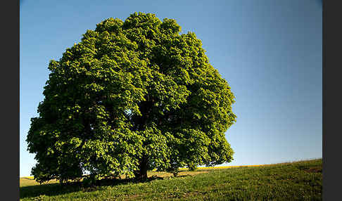 Weiße Roßkastanie (Aesculus hippocastanum)