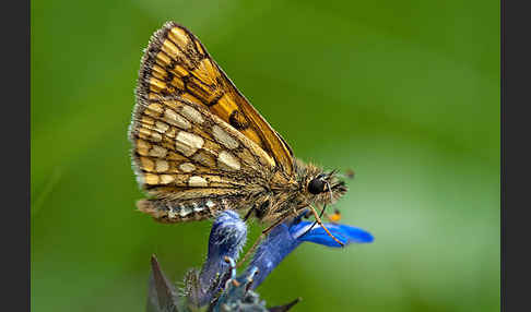 Gelbwürfeliger Dickkopffalter (Carterocephalus palaemon)