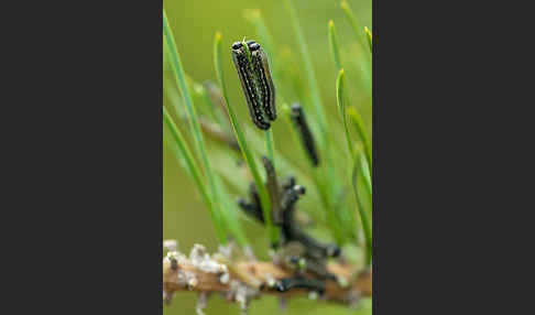 Kiefernbuschhornblattwespe (Diprioninae spec.)