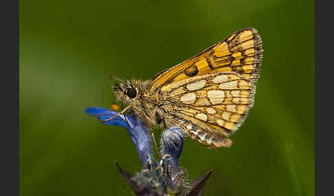 Gelbwürfeliger Dickkopffalter (Carterocephalus palaemon)