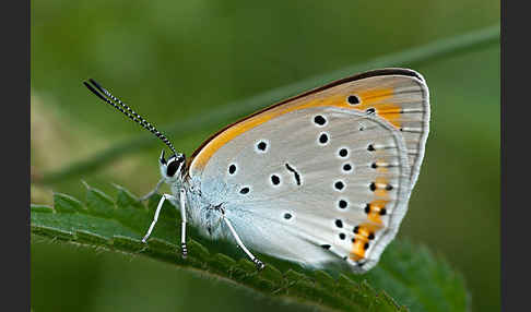 Großer Feuerfalter (Lycaena dispar)