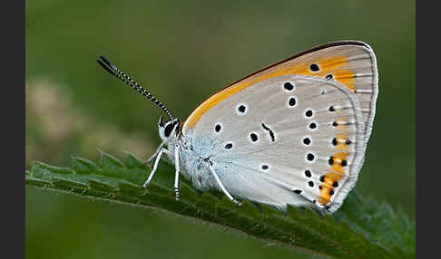 Großer Feuerfalter (Lycaena dispar)