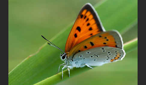 Großer Feuerfalter (Lycaena dispar)