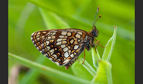 Baldrian-Scheckenfalter (Melitaea diamina)