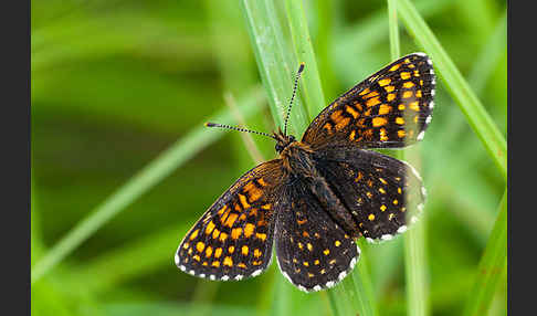 Baldrian-Scheckenfalter (Melitaea diamina)