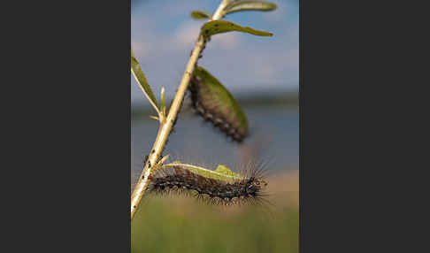 Schwammspinner (Lymantria dispar)