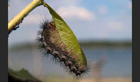 Schwammspinner (Lymantria dispar)