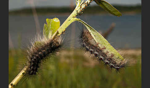 Schwammspinner (Lymantria dispar)