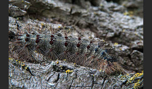 Schwammspinner (Lymantria dispar)