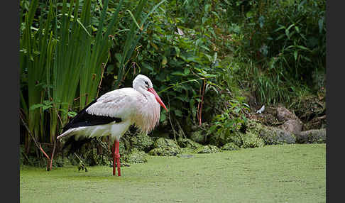 Weißstorch (Ciconia ciconia)