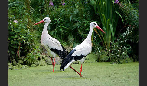 Weißstorch (Ciconia ciconia)