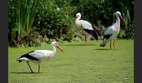 Weißstorch (Ciconia ciconia)