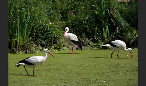 Weißstorch (Ciconia ciconia)