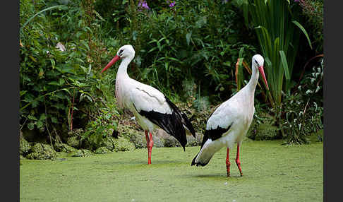 Weißstorch (Ciconia ciconia)