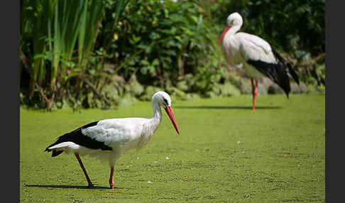 Weißstorch (Ciconia ciconia)