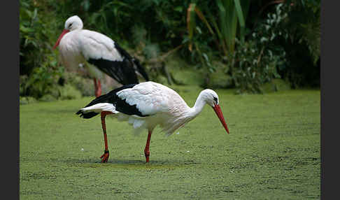 Weißstorch (Ciconia ciconia)