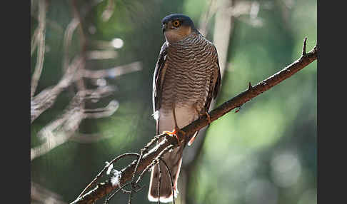 Sperber (Accipiter nisus)