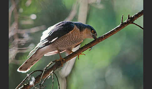 Sperber (Accipiter nisus)