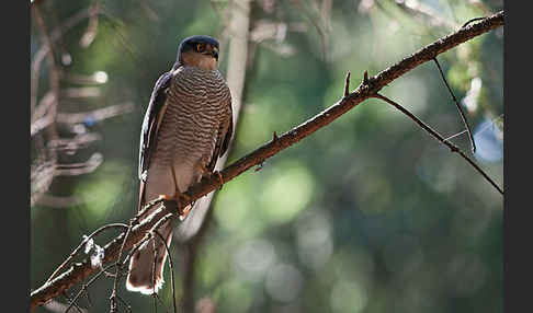 Sperber (Accipiter nisus)