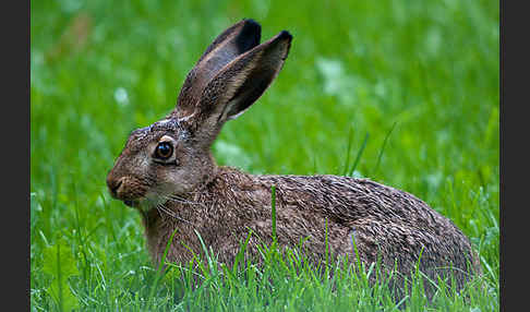 Feldhase (Lepus europaeus)