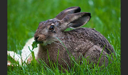 Feldhase (Lepus europaeus)