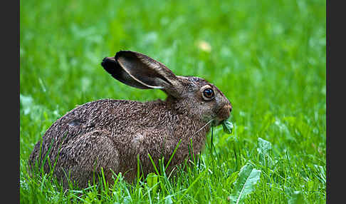 Feldhase (Lepus europaeus)