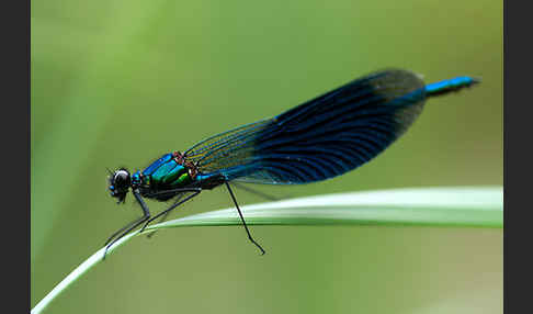 Gebänderte Prachtlibelle (Calopteryx splendens)