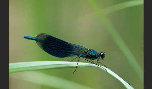 Gebänderte Prachtlibelle (Calopteryx splendens)