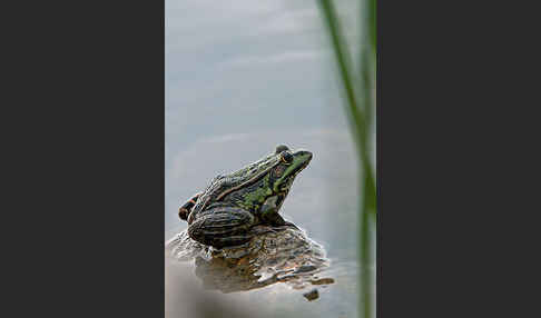 Seefrosch (Pelophylax ridibundus)