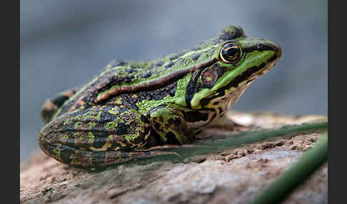 Seefrosch (Pelophylax ridibundus)