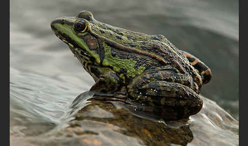 Seefrosch (Pelophylax ridibundus)